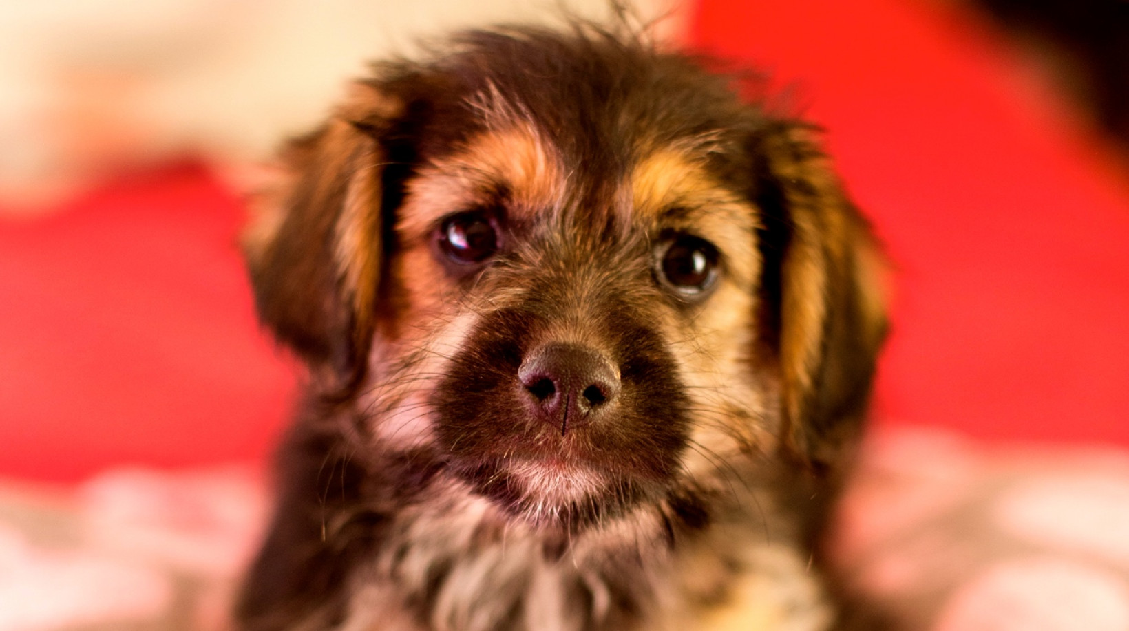 Stichting Modestos herplaatst honden via Verhuisdieren